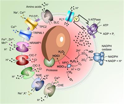 Determinants of Phagosomal pH During Host-Pathogen Interactions